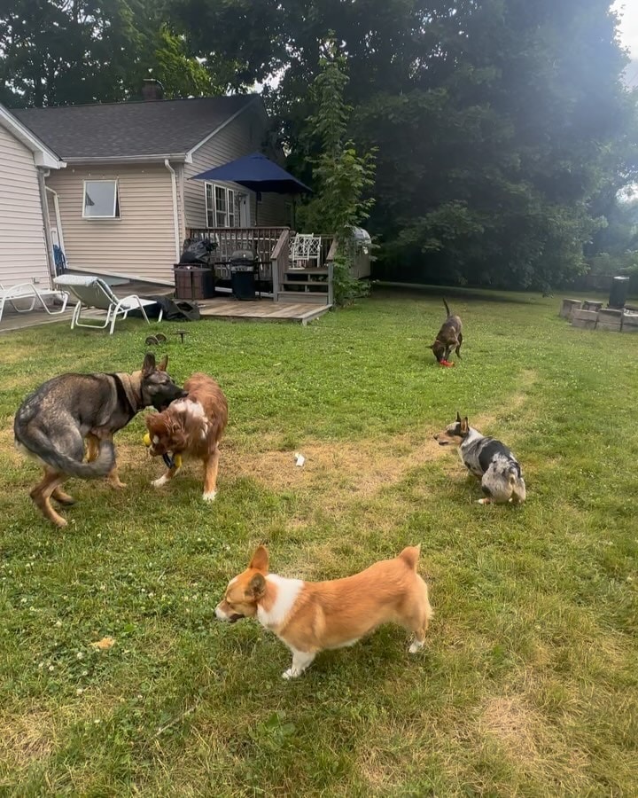 Multiple dogs playing together in a spacious backyard with a deck and patio