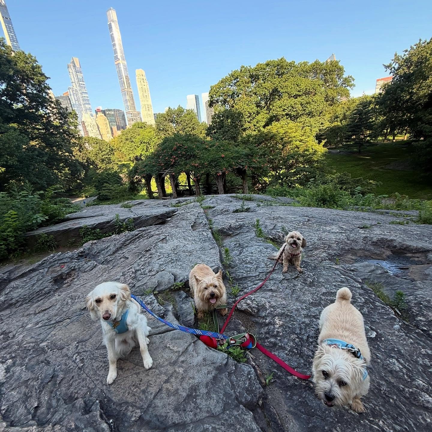 Dogs on a rock in Central Park with the New York City skyline in the background