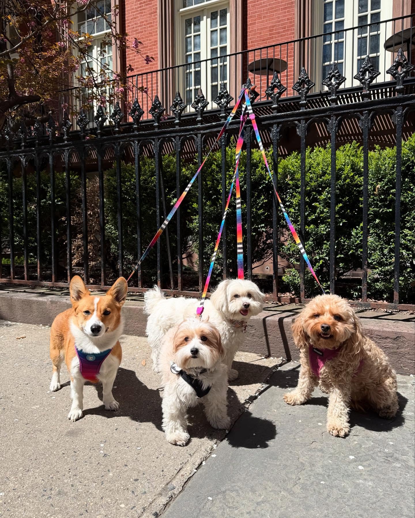 Four dogs on colorful leashes outside a classic NYC brick building in a neighborhood DogVita serves