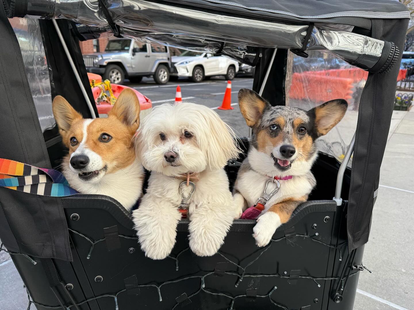 Three dogs riding together in a DogVita cargo bike stroller on a city street