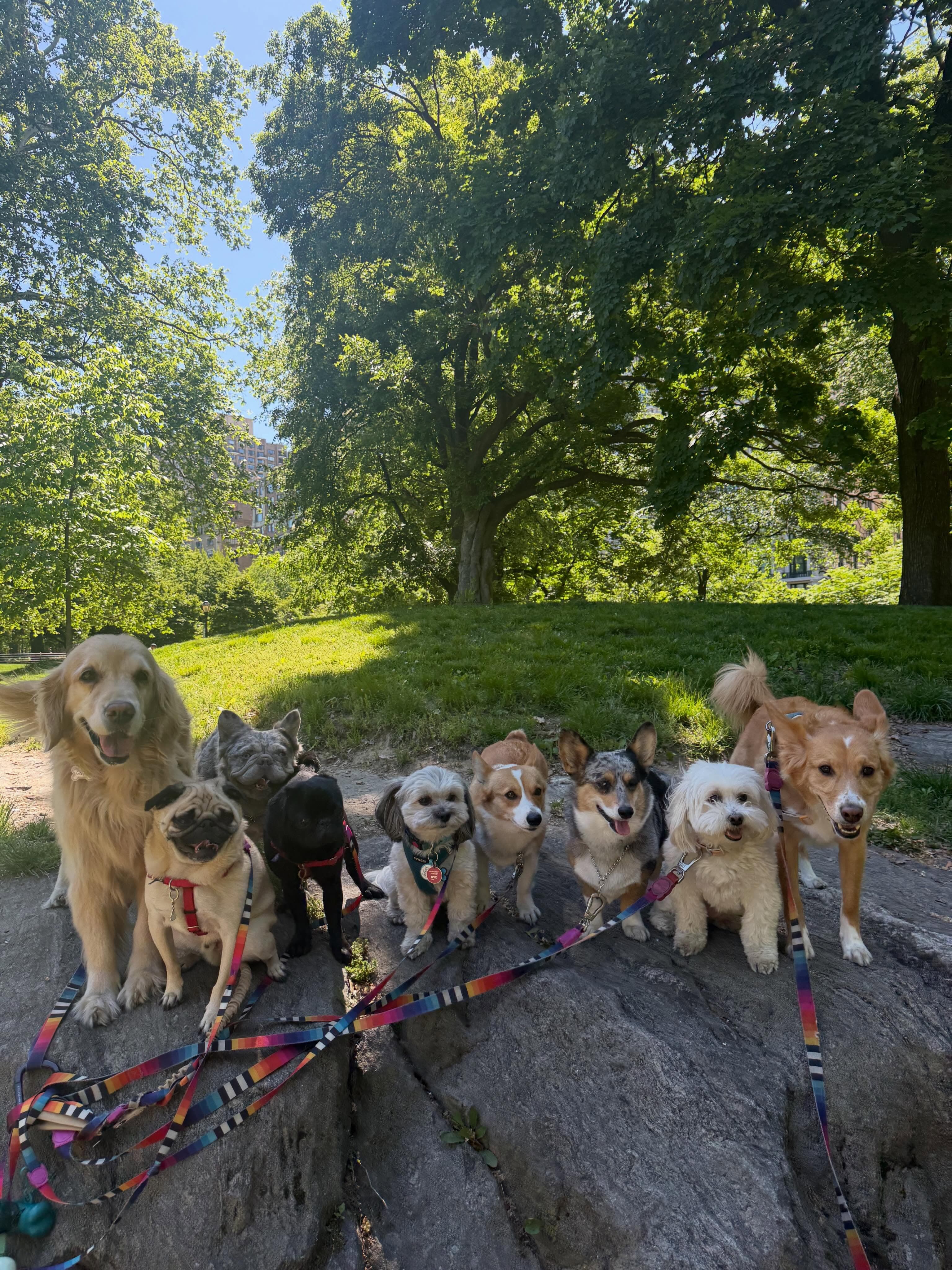 Nine happy dogs of different breeds sitting together on a rock in a sunny NYC park